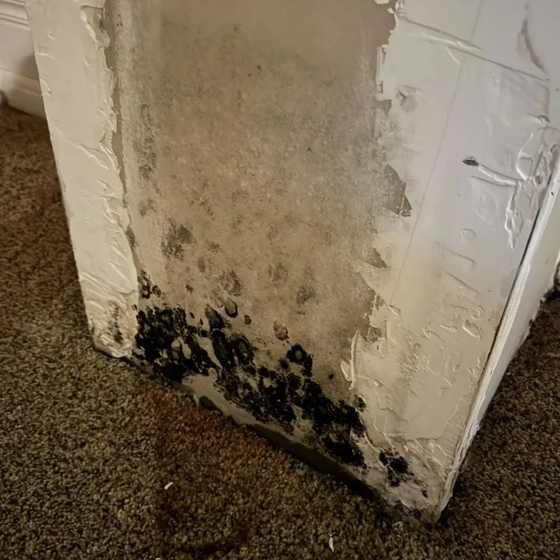 Professional Mold Removal in East Longmeadow, MA